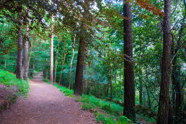 Path in the forest, Monte Ulia in Donostia-San Sebastian, Euskadi Path in the forest, Monte Ulia in Donostia-San Sebastian, Euskadi meio ambiente stock pictures, royalty-free photos & images