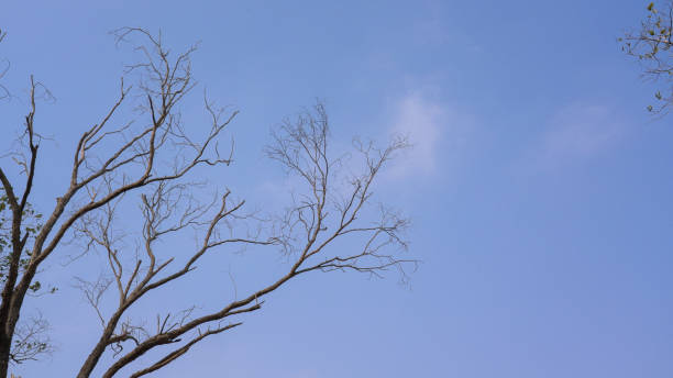 istock Dry branches of a tree isolated over blue sky 1323655130