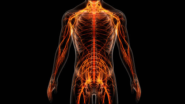 istock Central Organ of Human Nervous System Anatomy 1323656067