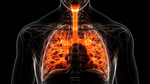 anatomia dos pulmões do sistema respiratório humano - human lung tuberculosis bacterium emphysema human trachea - fotografias e filmes do acervo