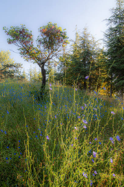 istock tree in a park, in the morning light in spring 1323656357