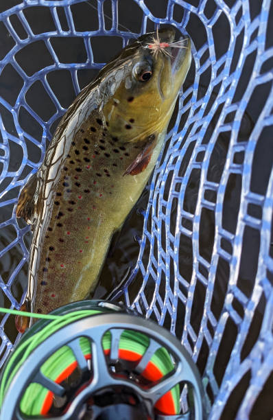 istock Trout in net while fly fishing in river 1323656743