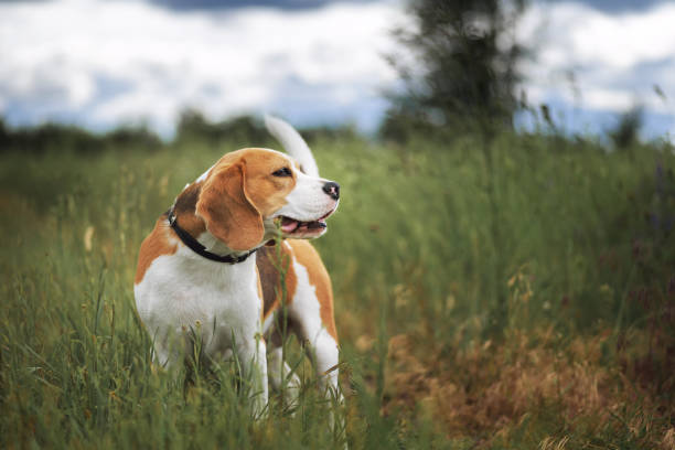 istock Dog standing in the grass 1323658231