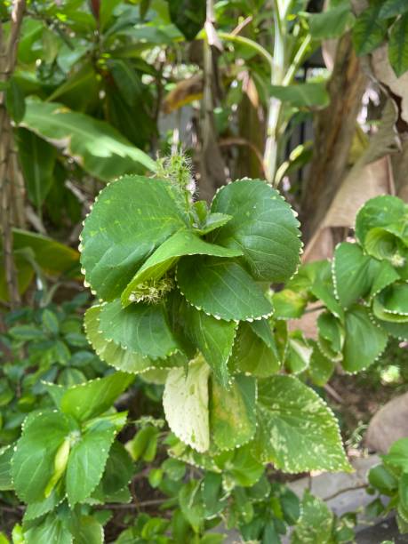 istock Green mono color Croton plant 1323658439