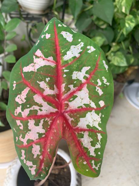 istock The Caladium Whorton - indoor plant 1323659016