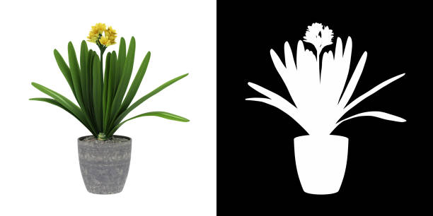 istock 3D rendering Bonsai Clivia lily plant   isolated on White Background with alpha channel 1323659606