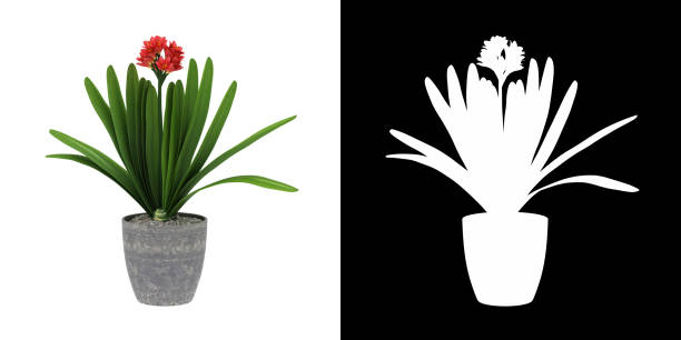 istock 3D rendering Bonsai Clivia lily plant   isolated on White Background with alpha channel 1323659609
