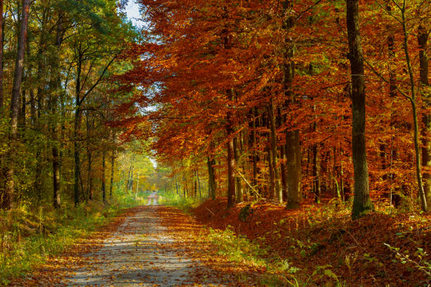 istock A long road through a colorful autumn forest 1323659743