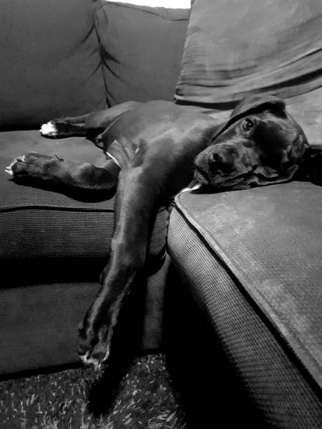 istock Spoilt puppy 1323660526