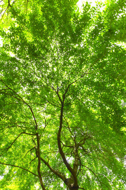 istock Young leaves of weeping cherry tree 1323661973