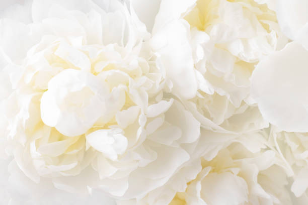 istock Fluffy white peony background. Delicate floral background. 1323662021