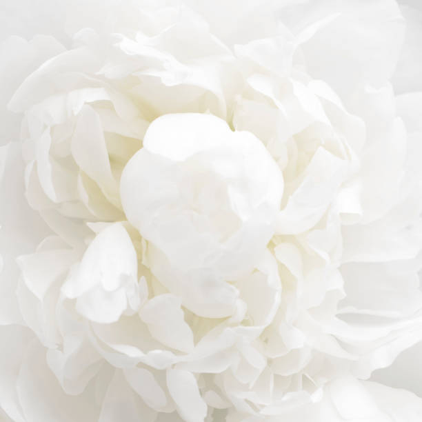 istock White peony background. Delicate floral background. 1323662041