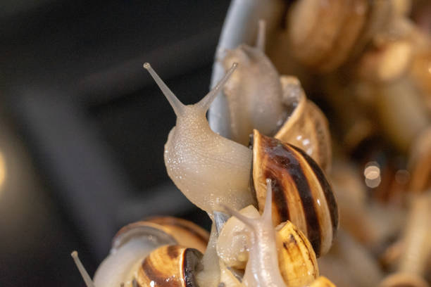 istock snails in the cooking process escaping from the pan 1323662303