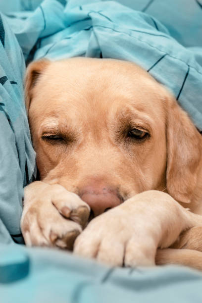istock A cute dog sleeps on a blue bed. Comfort concept. 1323662327