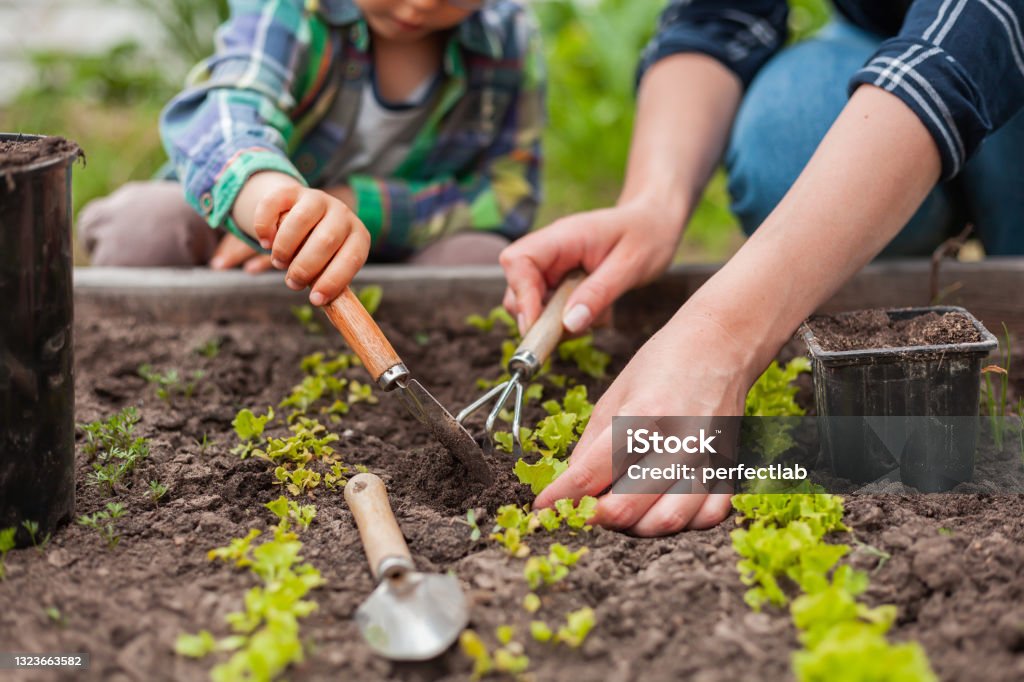 裏庭の菜園での子供と母のガーデニング - 野菜畑のロイヤリティフリーストックフォト 裏庭の菜園での子供と母のガーデニング - 野菜畑のロイヤリティフリーストックフォト