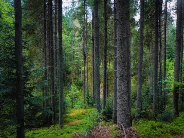 istock Atmospheric dense forest. Coniferous trees with moss. Beautiful summer landscape. 1323663951