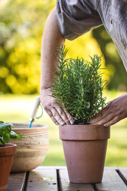istock Planting rosemary herb into flower pot 1323664159
