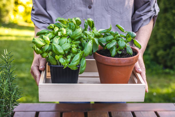 istock Gardener holding potted basil plant 1323664221