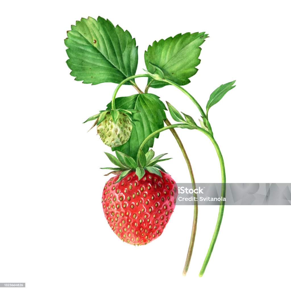 Strawberry Botanical Strawberry Botanical Illustration Strawberries On A Bush Isolated On A ...
