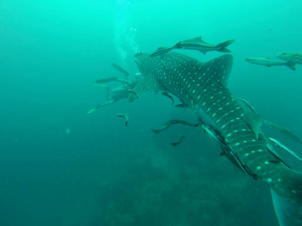 istock Whale Shark in Thailand 1323665300