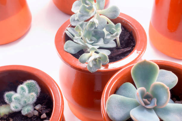 istock Echeveria and succulents 1323666726