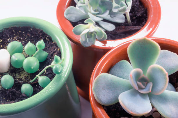 istock Echeveria and succulents 1323666732