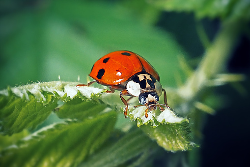 Ladybug in close-up