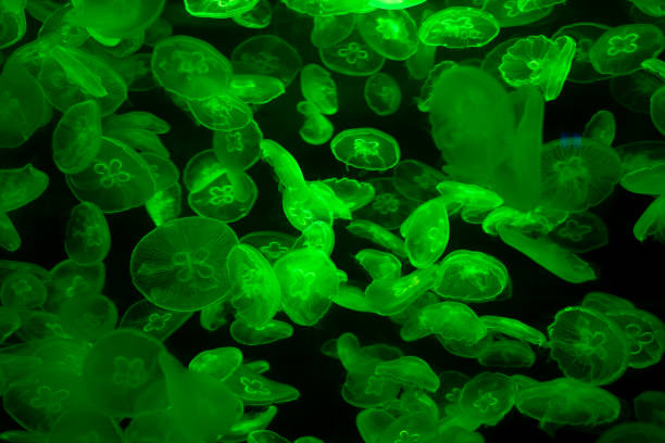 istock Tube jellyfish green light fluorescent 1323668128