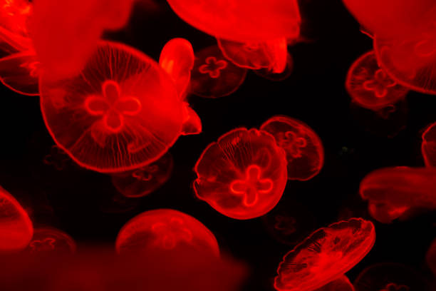 istock Tube jellyfish red light fluorescent 1323668150