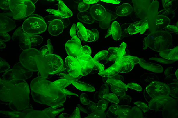 istock Tube jellyfish green light fluorescent 1323668155