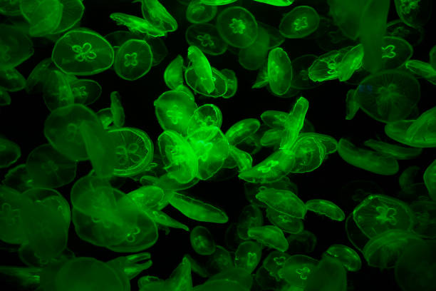 istock Tube jellyfish green light fluorescent 1323668197