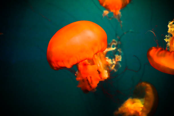 istock Pipe jellyfish close-up marine life 1323668233