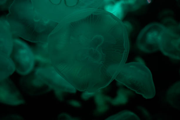 istock Tube jellyfish cyan light fluorescent 1323668249