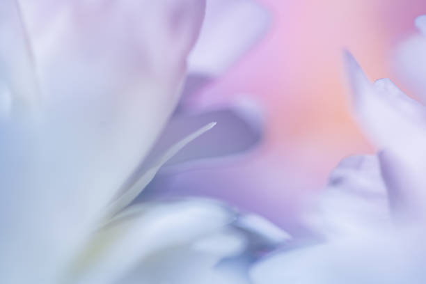 istock Colorful peony petals closeup. 1323669475