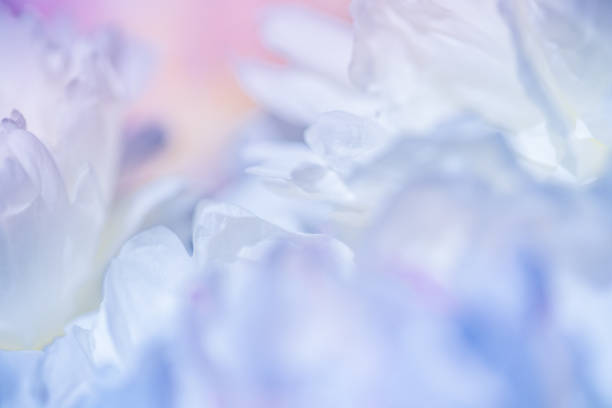 istock White peony petals closeup. 1323669476