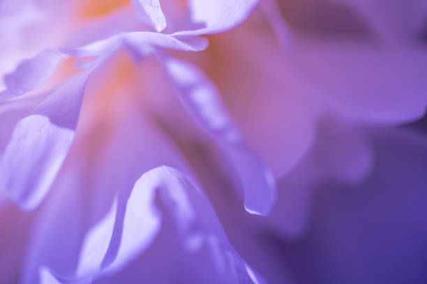 istock Purple peony petals closeup. 1323669478