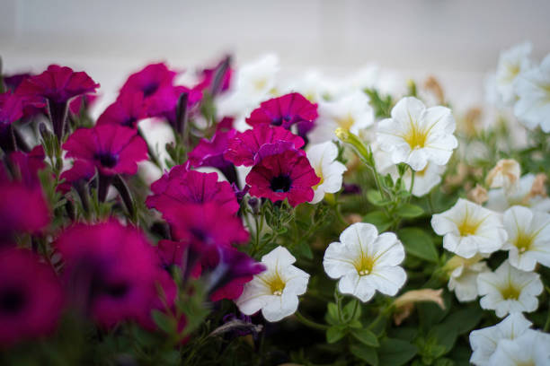Colorful petunia flowers in a balcony. Natural blossoms in summer. Garden flora closeup, purple and white petals. Selective focus on the details, blurred background.