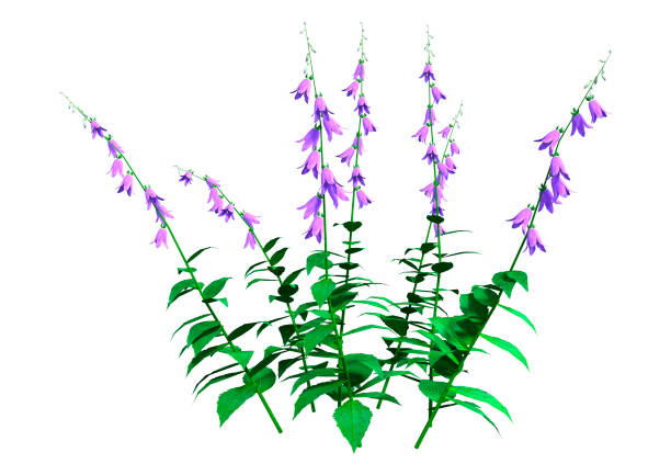 3D rendering of blooming campanula plants or bellflowers isolated on white background