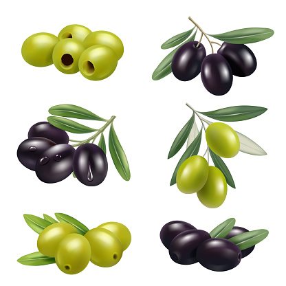 Green olives. Closeup greece authentic food olives branches products ingredients decent vector illustrations set. Branch black and green vegetable, mediterranean olive