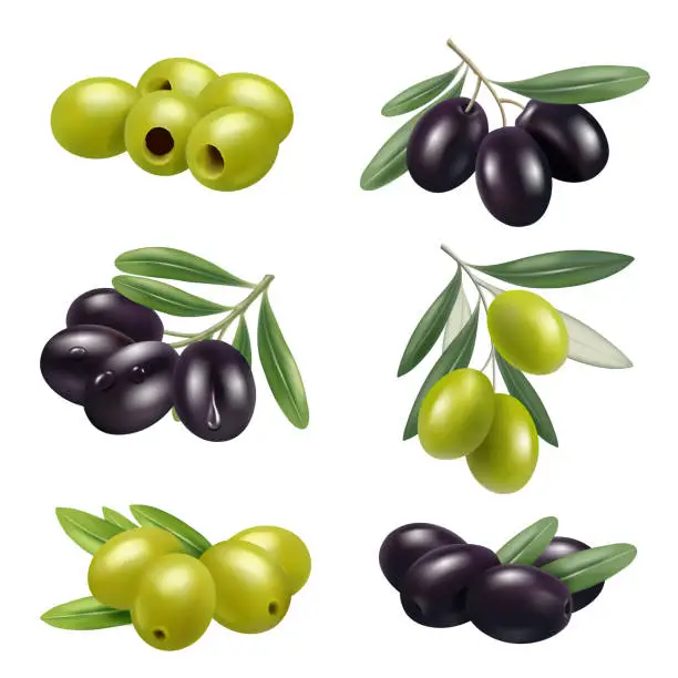 Vector illustration of Green olives. Closeup greece authentic food olives branches products ingredients decent vector illustrations set