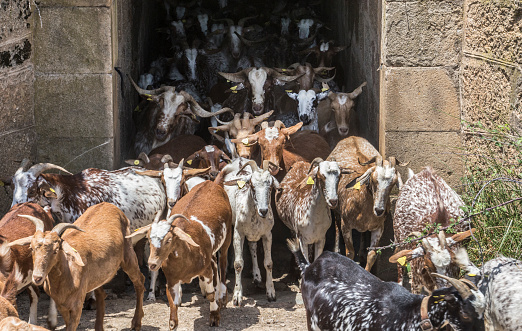 Goats flock crossing a tunnel under road. Walkway point for cattle