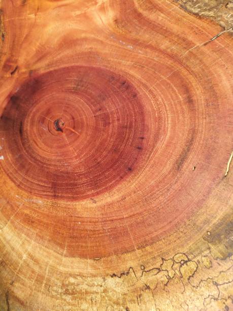 close-up de textura de madeira de mogno - mogno - fotografias e filmes do acervo