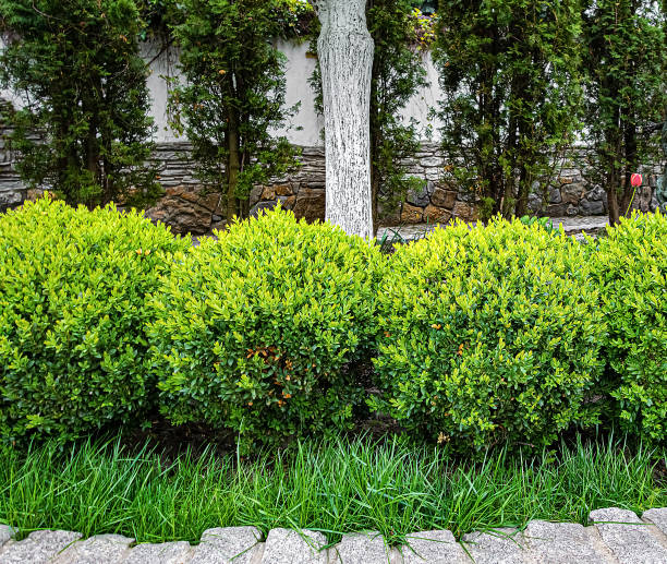 istock Green shrubs with lush foliage in park 1323674867