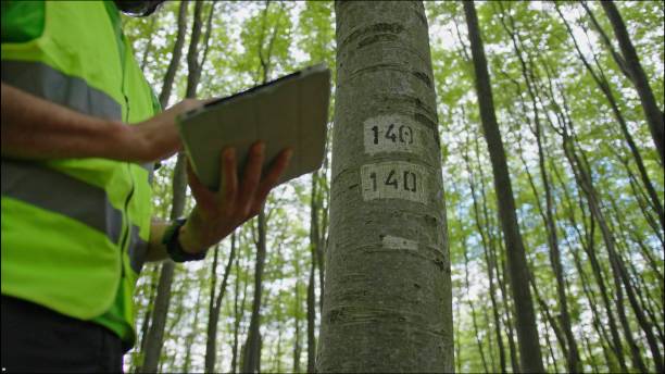 istock Ecologist on fieldwork. Forester examines trees in their natural condition in the forest and taking samples for in-depth research. Ecosystem care and sustainability. 1323675811