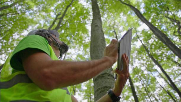 Ecologist on fieldwork. Forester examines trees in their natural condition in the forest and taking samples for in-depth research. Ecosystem care and sustainability. Biologist environmentalist examining the condition of the forest and the trees. Environmental conservation. ecologist stock pictures, royalty-free photos & images
