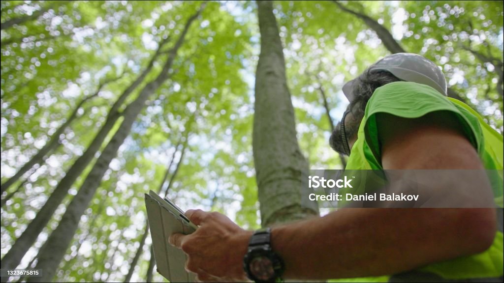 Ecologist on fieldwork. Forester examines trees in their natural condition in the forest and taking samples for in-depth research. Ecosystem care and sustainability. Biologist environmentalist examining the condition of the forest and the trees. Environmental conservation. Sustainable Lifestyle Stock Photo