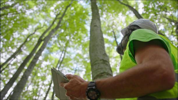 Ecologist on fieldwork. Forester examines trees in their natural condition in the forest and taking samples for in-depth research. Ecosystem care and sustainability. stock photo