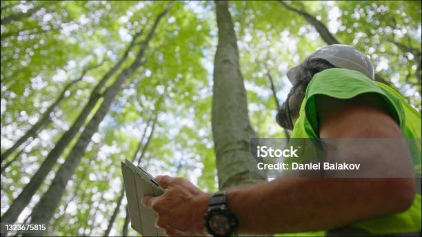 Ecologist On Fieldwork Forester Examines Trees In Their Natural Condition In The Forest And Taking Samples For Indepth Research Ecosystem Care And Sustainability Stock Photo - Download Image Now