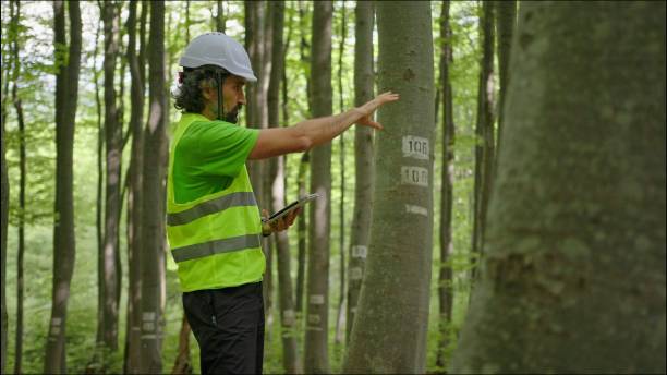 istock Ecologist on fieldwork. Forester examines trees in their natural condition in the forest and taking samples for in-depth research. Ecosystem care and sustainability. 1323675825