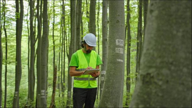 Biologist environmentalist examining the condition of the forest and the trees. Environmental conservation.
